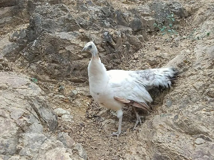 Casa Rural En El Campo Con Animales, Piscina Y Barbacoa Almodóvar del Río